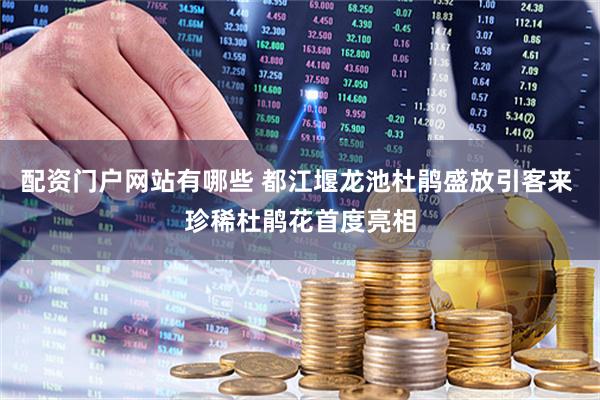 配资门户网站有哪些 都江堰龙池杜鹃盛放引客来 珍稀杜鹃花首度亮相